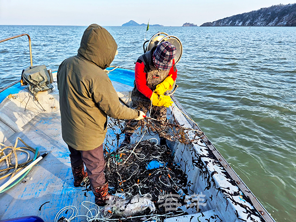 횡경도(고군산군도) 바다에서 조업 중 양망한 그물에 물고기는 없고 물김만 붙어 있다.
