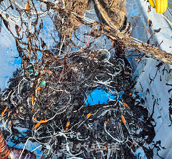 횡경도(고군산군도) 바다에서 조업 중 양망한 그물에 물고기는 없고 물김만 붙어 있다.