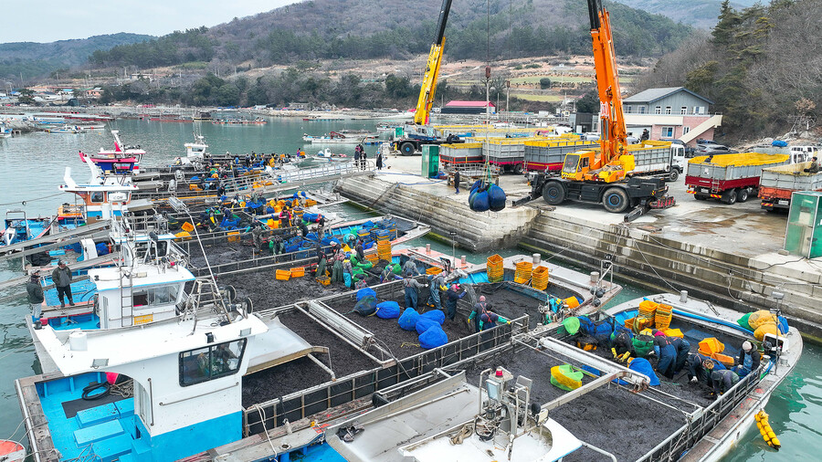 물김 위판. 출처_완도군