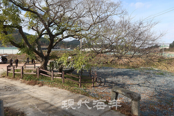 달리도에 있는 목포시 보호수 1호 팽나무