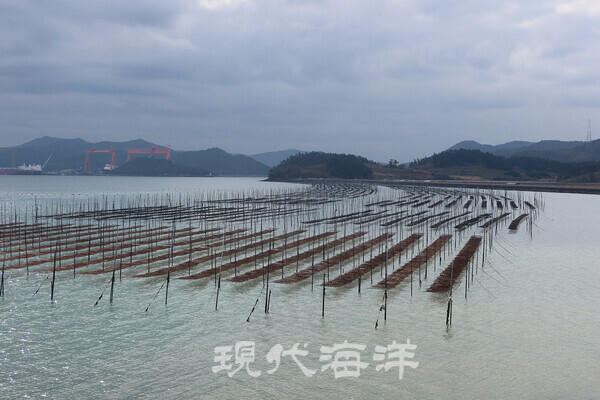 달리도 지주식 김 양식장