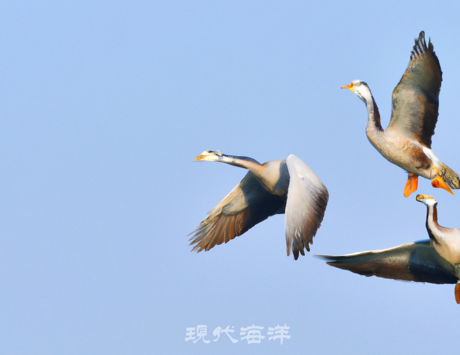 세계 최고봉인 히말라야산맥-9천여 m를 넘나드는 줄무늬 기러기들