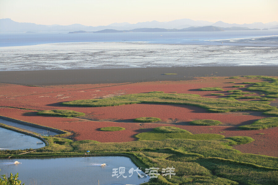염식식물 군락지 순천만