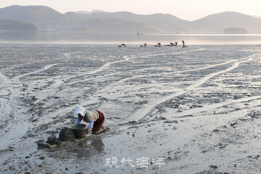 꼬막을 채취하는 섬달천 인근 여수갯벌