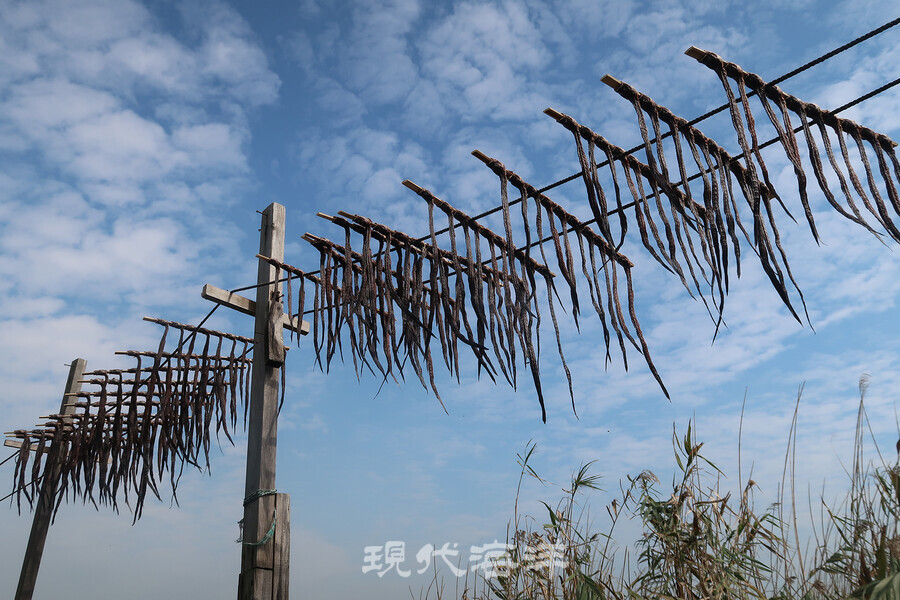 여자만 특산물 게소갱(대갱이) 건조