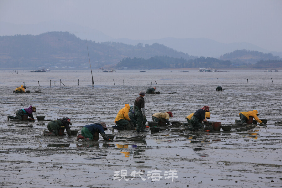 널(뻘배)을 타고 꼬막을 채취하는 주민