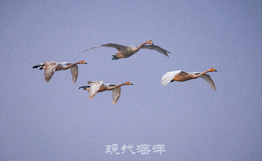 한 떼의 큰고니(백조)들이 먹이를 찾아서 강물을 따라 날아가는 모습