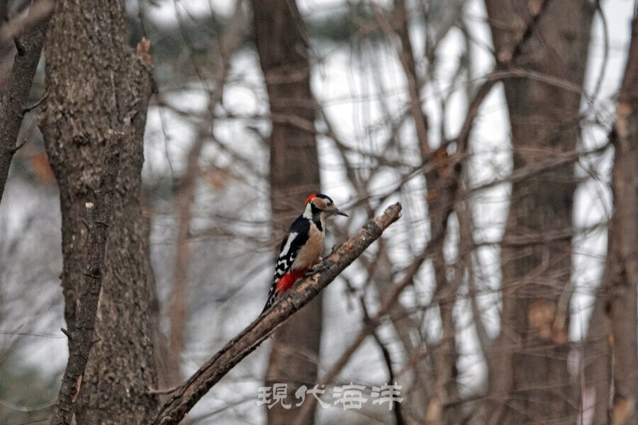 강변 숲에서 둥지 짓기에 바쁜 오색딱따구리