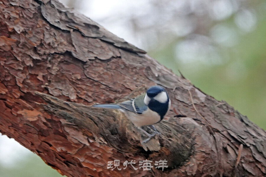 둥지를 마련하며 목소리로 짝을 찾는 박새