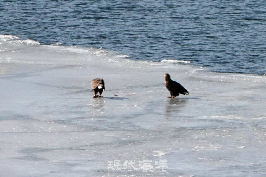 한강의 얼음 위에서 먹이(물고기)를 먹고 있는 흰꼬리수리