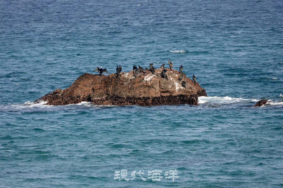 고성군 아야진 해변, 민물가마우지와 가마우지