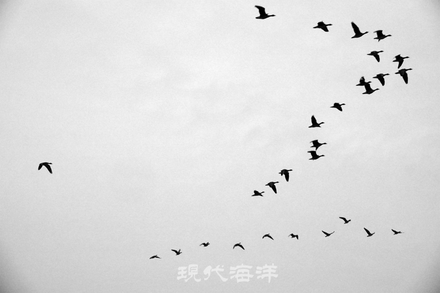 잠터인 토교저수지에서 철원평야_먹이터로 이동하는 기러기