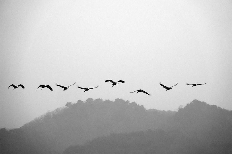 이른 아침 토교저수지(잠터)에서 철원평야_일터로 날아가는 재두루미