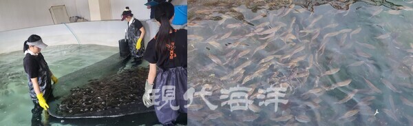 국립수산과학원은 기후변화 대응을 위한 새로운 양식품종으로 주목받고 있는 벤자리가 남해안 가두리 양식장에서 겨울철 저수온에서도 안정적인 상태를 유지했다고 밝혔다.