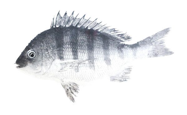 제작에 어려움이 있었다던 감성돔 어탁