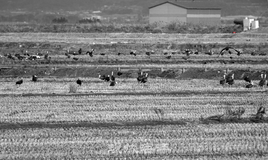 일본 규슈 이즈미에서 월동하고 순천만을 거쳐서 천수만에 도착한 흑두루미, 7,000여 마리