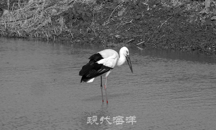 천수만, 시베리아 産 황새, 2025년 3월 촬영