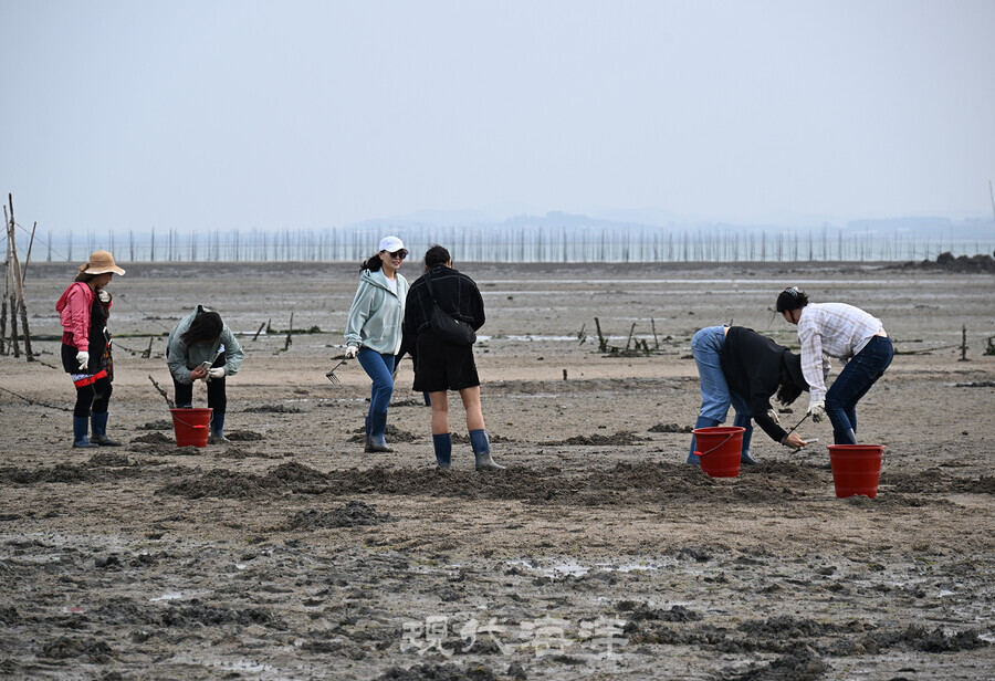 함평만 안악해변 갯벌체험 모습