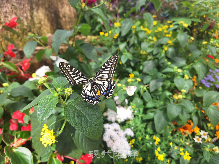 4월에도 나비를 볼수 있는 함평나비축제