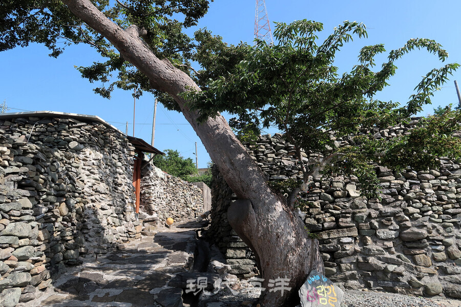 국가등록문화재 돌담과 느릅나무