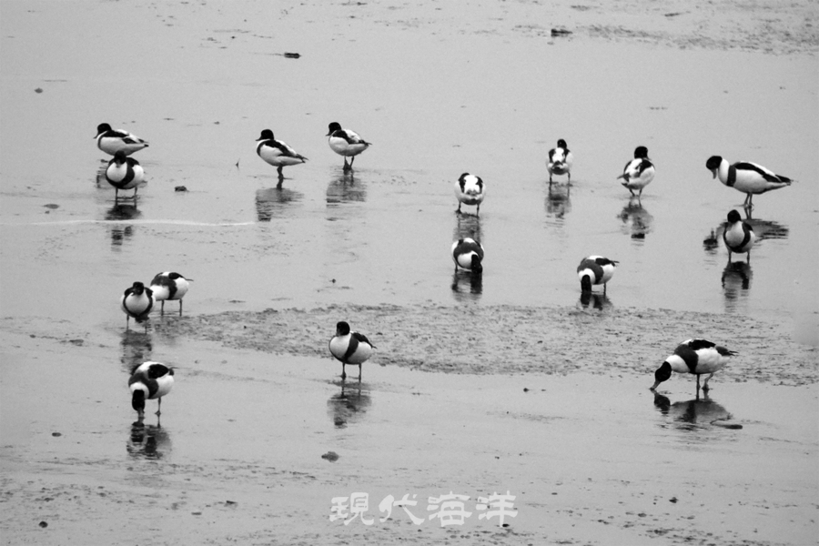 서천, 다사항에서 만난 혹부리오리