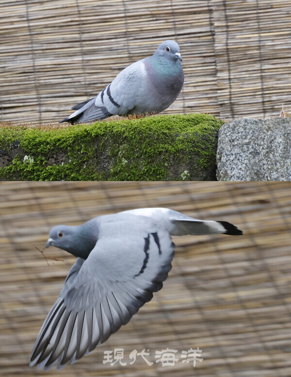 낭비둘기, 하늘로 떠오른 낭비둘기