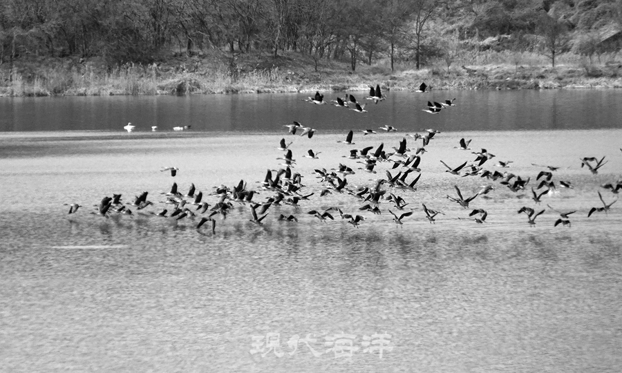 흰꼬리수리가 하늘로 떠오르자, 놀란 민물가마우지, 큰고니, 큰부리큰기러기들이 날아오른다.