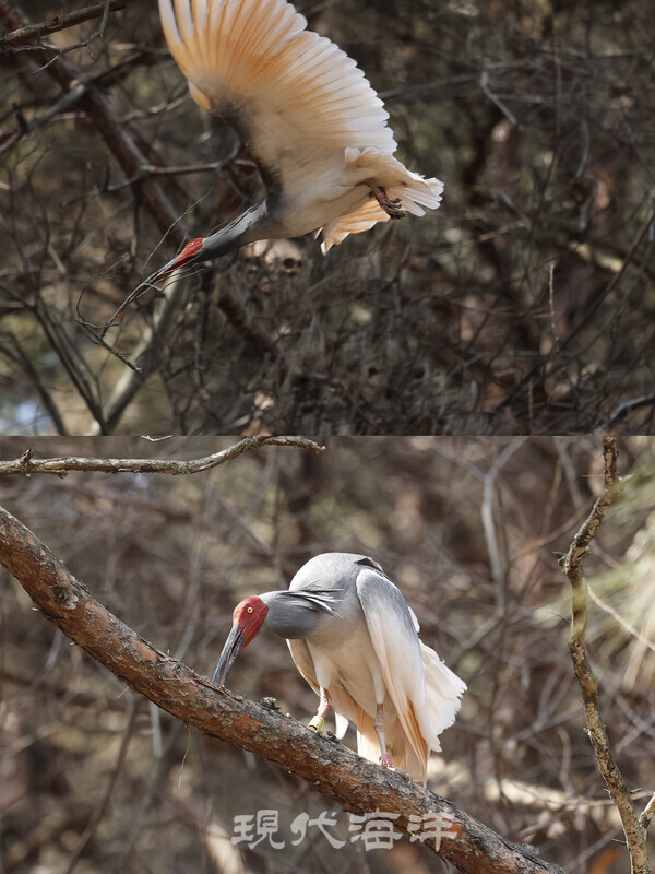 날아들고 있는 따오기, 따오기