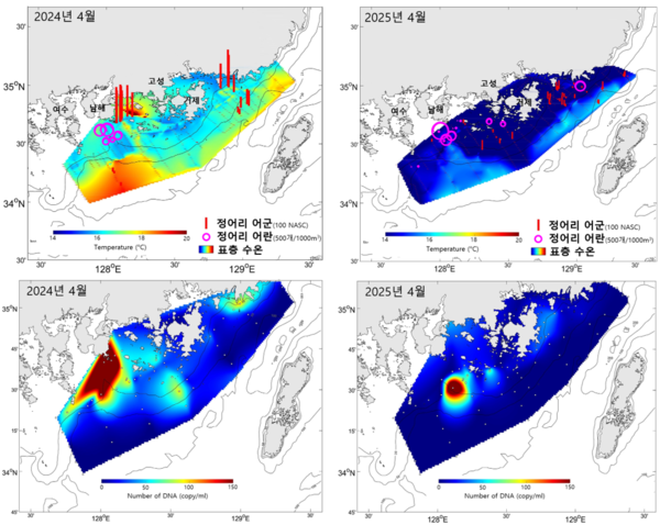해양수산부 국립수산과학원(원장 최용석)은 올해 우리나라 인근 해역의 정어리 자원은 지난해와 유사한 수준을 보일 것으로 전망했다.