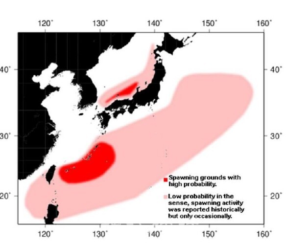 참다랑어 회유경로(출처_북태평양 참치 및 참치유사어류 국제과학위원회)