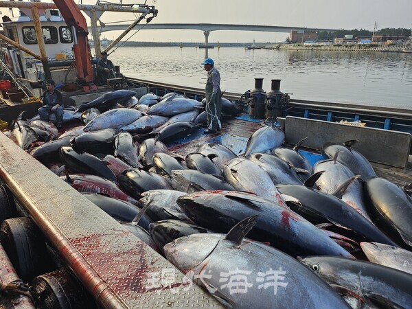 8일 경북 영덕에서 잡힌 참다랑어 떼