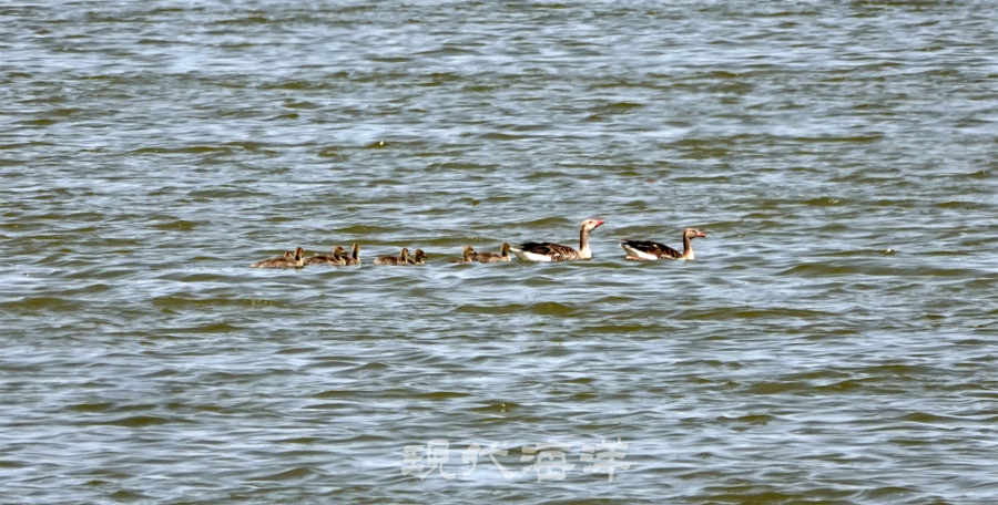 새끼를 데리고 칼어스 호수에서 먹이 활동 중 한쌍의 회색기러기