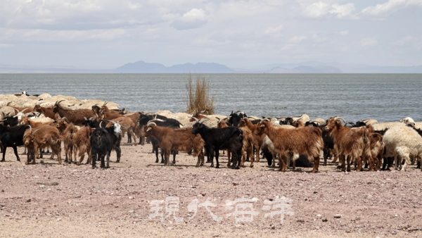 칼어스 호수와 양 떼(가축)
