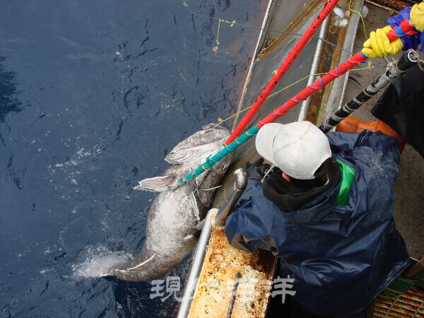 북극해 공해에도 남극해처럼 고급 어종이 서식할 수도 있다는 추측이 가능하다. 사진은 남빙양 메로잡이