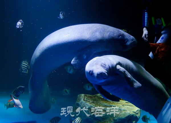 대구아쿠아리움_매너티 옥돌이와 옥자