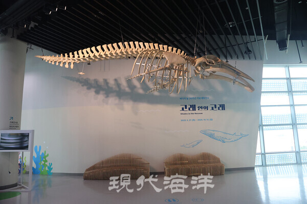 국립인천해양박물관_고래안의 고래 밍크고래 표본