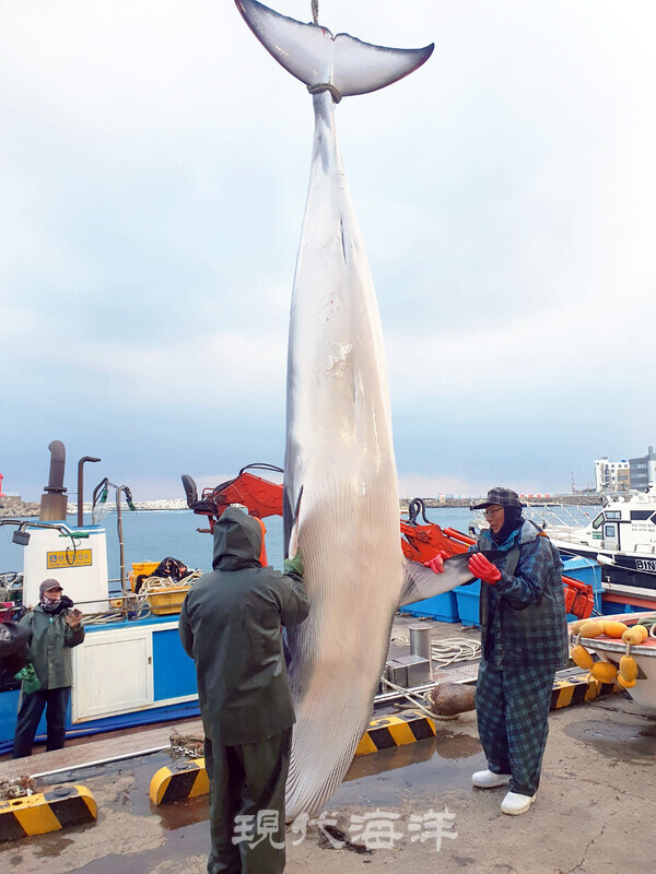 구룡포수협이 고래 특화 수협으로 거듭나고 있다.