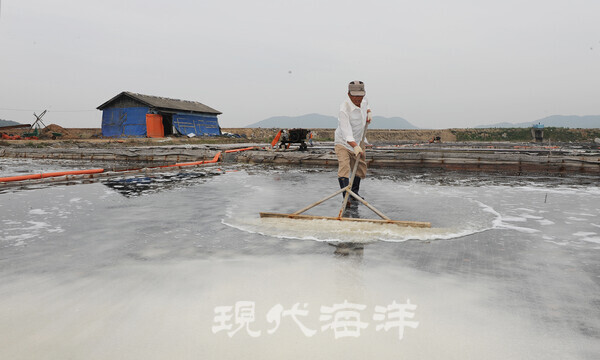 시도염전에서 소금을 걷는 모습