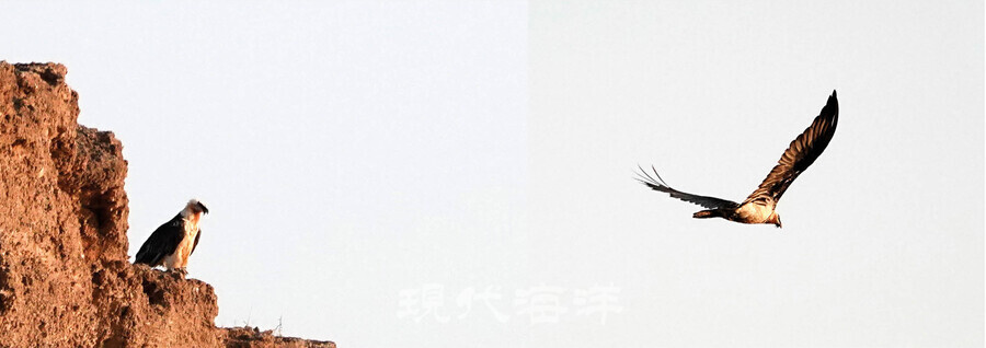 대형 맹금류인 수염수리(몸길이-125cm)