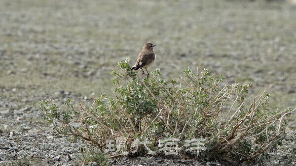 Mongolian Ground–Jay(L-30cm, 몽골에서 텃새)