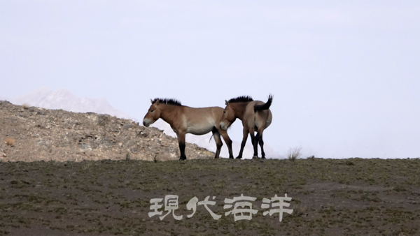 복원된 몽골야생마(White Horse)