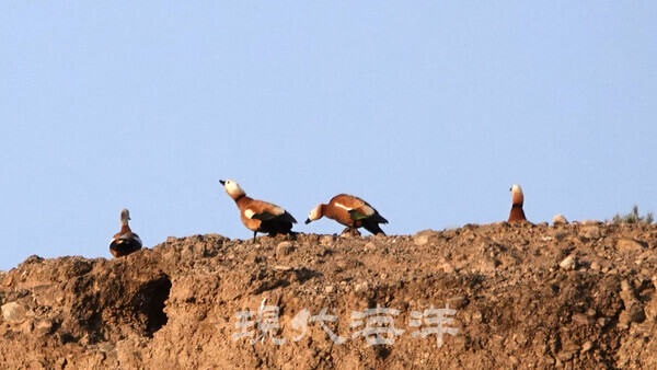 호민탈 국립공원, 차칸 강 황토 절벽은 철새들(황오리 등)의 낙원