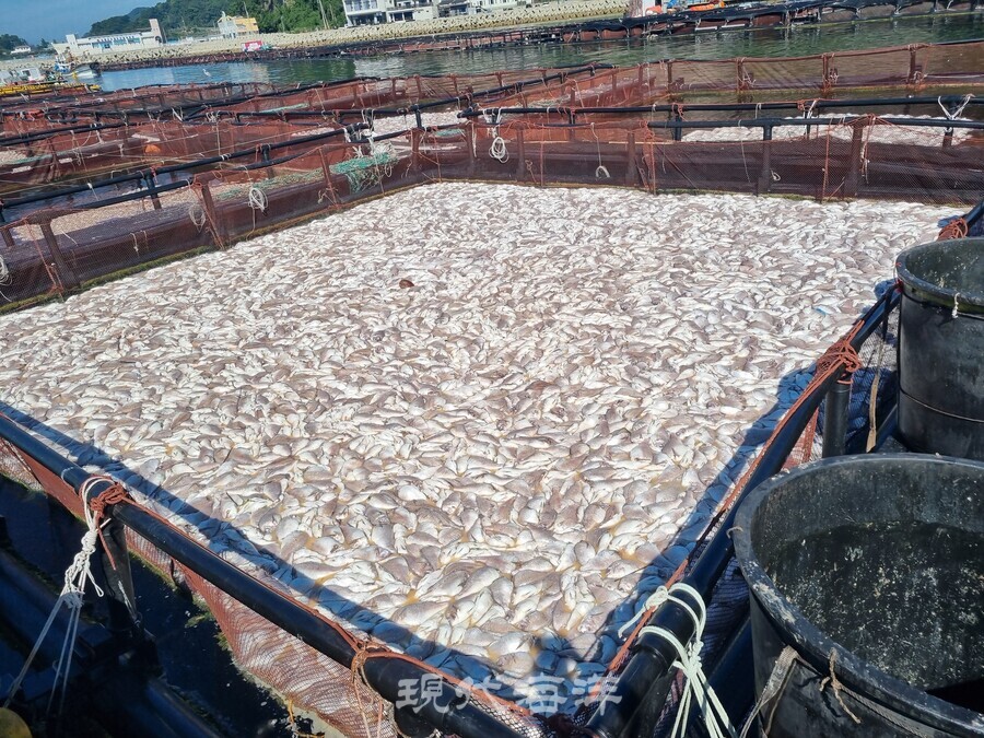 남해군 미조면 적조 피해어가 사진