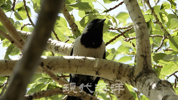 나무 위에 자리잡은 갈까마귀