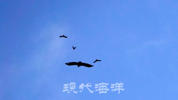 솔개와 까마귀의 영토 분쟁, 까마귀가 솔개의 침범을 막아낸다.