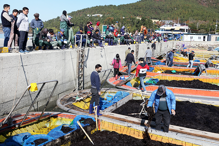 수협중앙회와 오리온의 합작 수산물 가공 법인 설립에 대해 김 가공·수출업계가 강력 반발하는 모습을 보이는 가운데 일선 수협에서는 어업인이 원하는 새로운 김 산업 체계 구축이라며 환영하고 나서 찬반 여론이 팽팽하게 맞서고 있다. 사진은 물김 위판 모습.