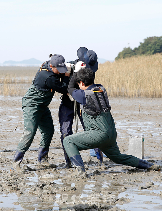 블루카본 연구진이 코어링이라 불리는 시료 채취작업을 하고 있다. 사진_박종면 기자