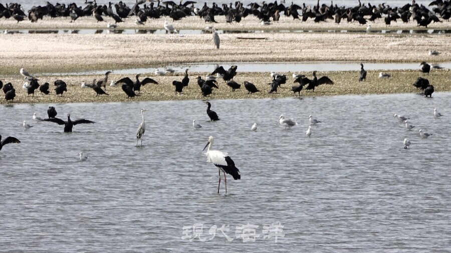 수라갯벌에서 만난 민물가마우지와 황새