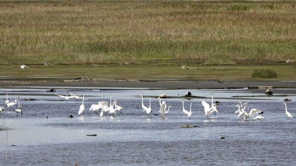 수라갯벌의 평화로운 풍경