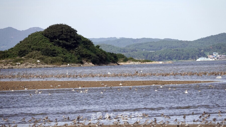 유부도를 찾아온 도요새 물떼새